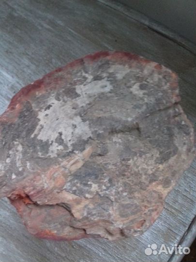 Окаменевшее дерево