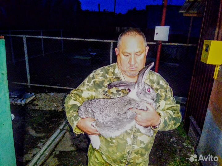 Кролики породы великан