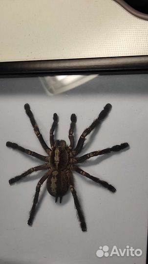 Чучела пауков-птицеедов