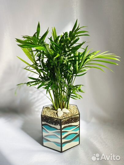 Флорариум призма