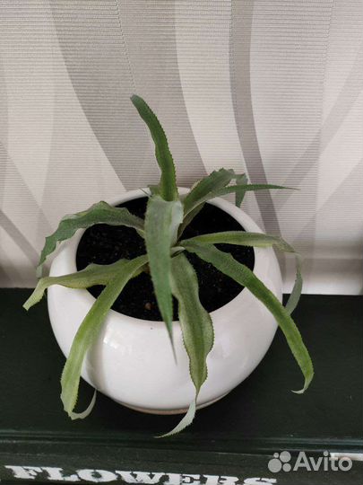 Комнатные растения цветы