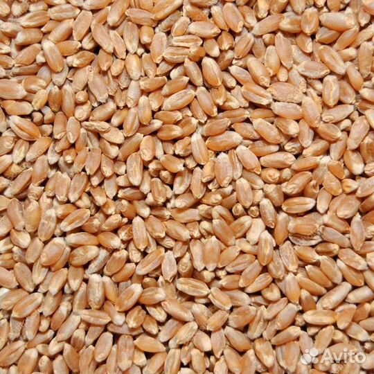 Зерно пшеницы