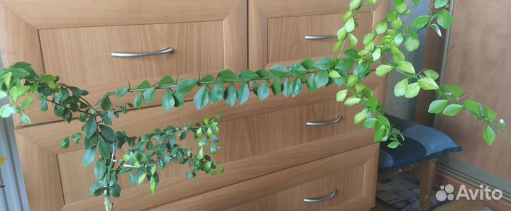 Микроцитрус