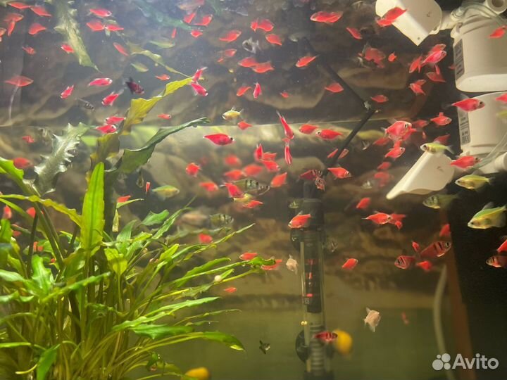 Тернеция гло