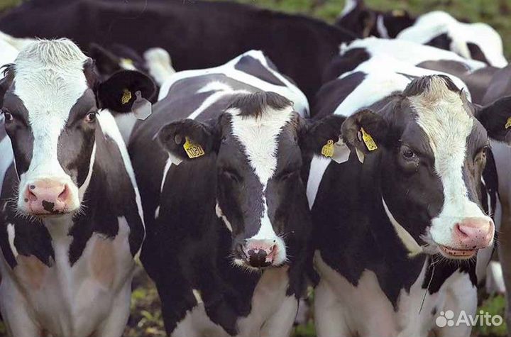 Коровы быки хряки вынужденный забой