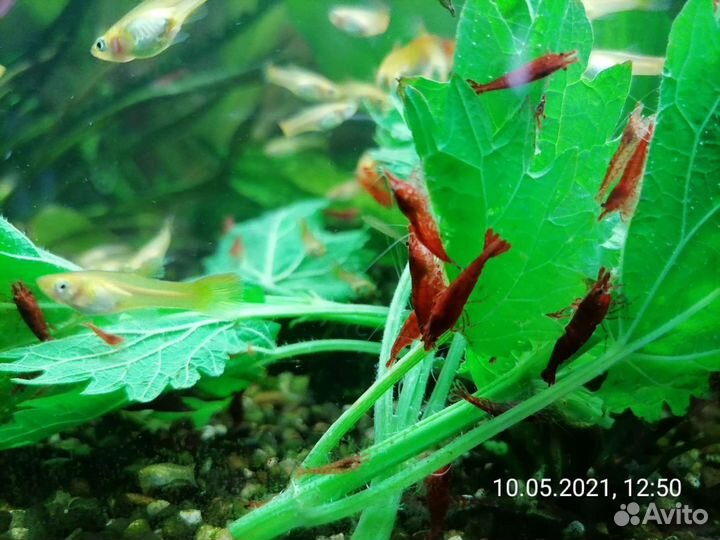 Гуппи, креветки, корм