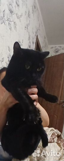 Кошки в добрые руки бесплатно