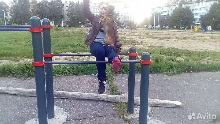 Кинолог, дрессировка собак