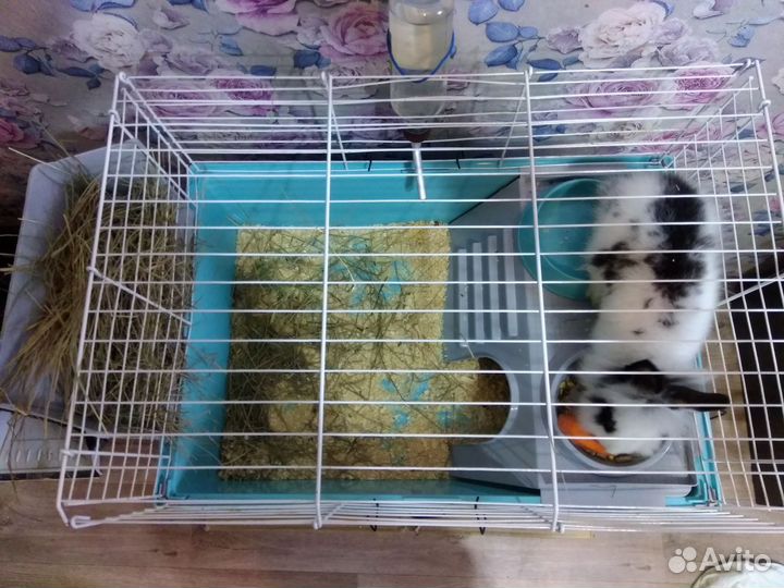 Продам вместе с клеткой, деко-го кролика(девочка)