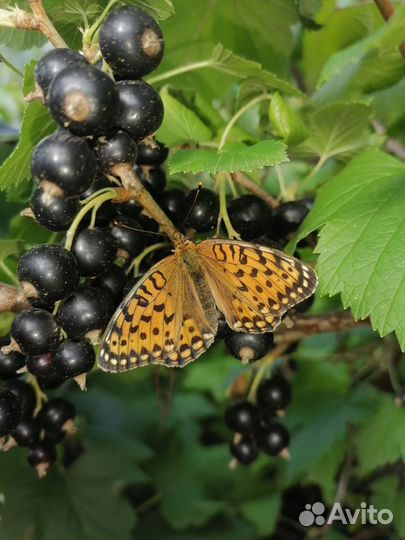 Малина, смородина