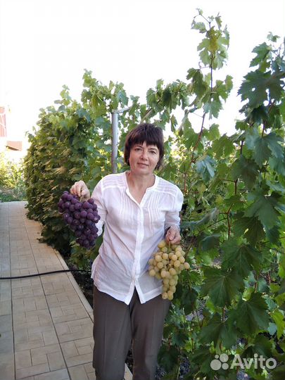 Саженцы и черенки винограда