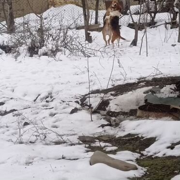 Русская гончая, щенок