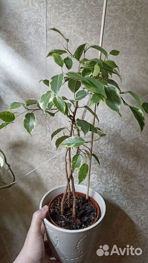 Фикусы разные