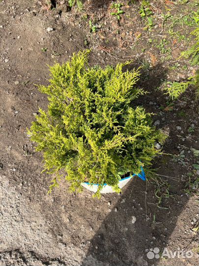 Можжевельник из питомника