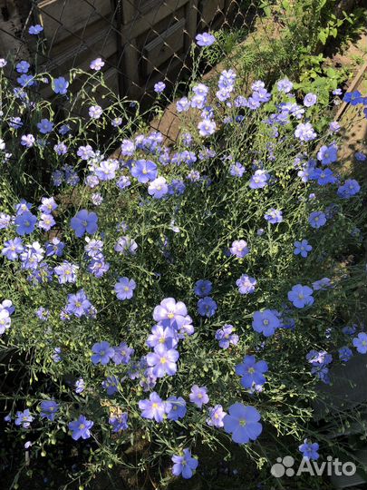 Многолетники для сада