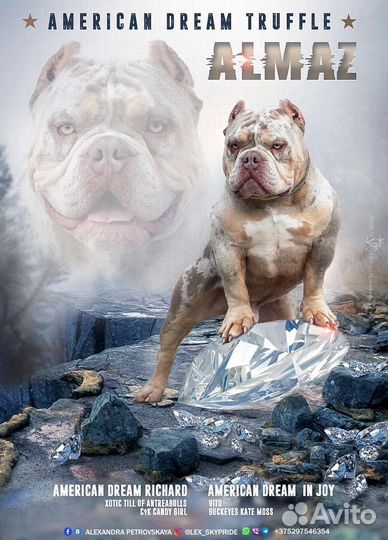 Американский булли