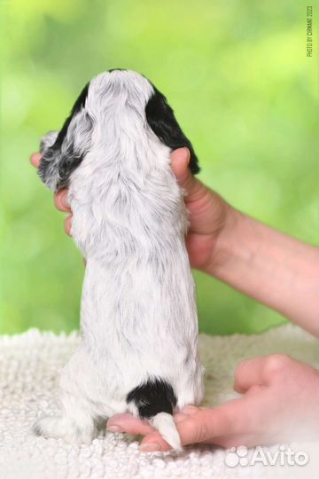 Собаки кокер спаниель