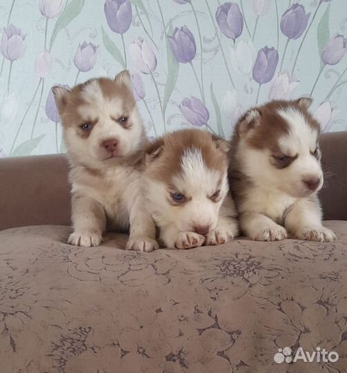 Красотули щенули