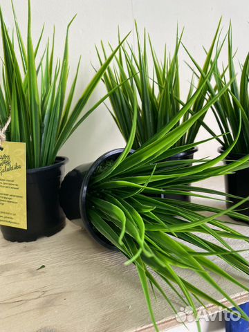 Цветы в горшочках для декора папоротник осока лава