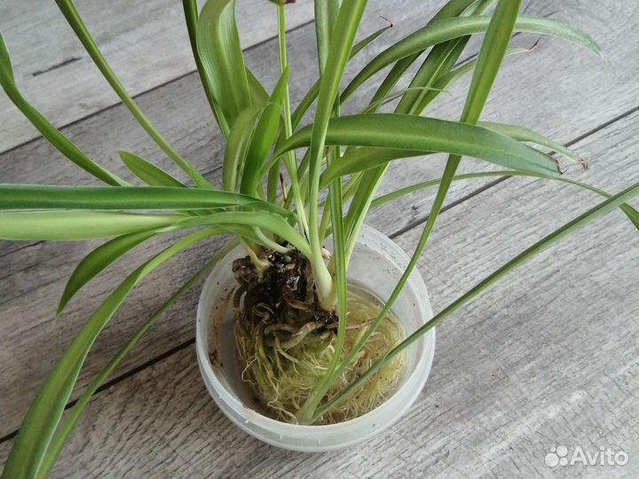 Хлорофитум