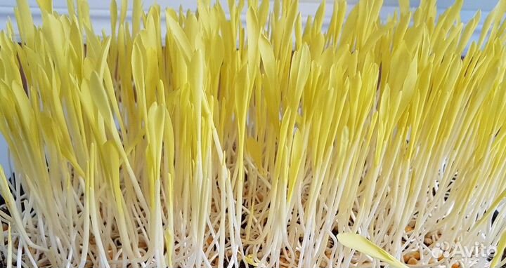Микрозелень набор для выращивания Кукуруза