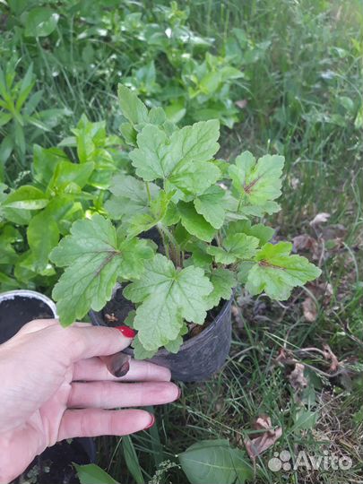 Многолетние цветы Гейхеры