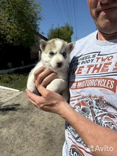 Щенки хаски