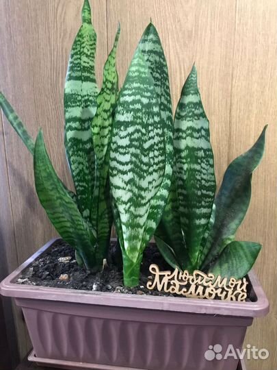 Комнатные растения цветы