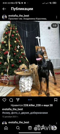 Доберман для фотосессии