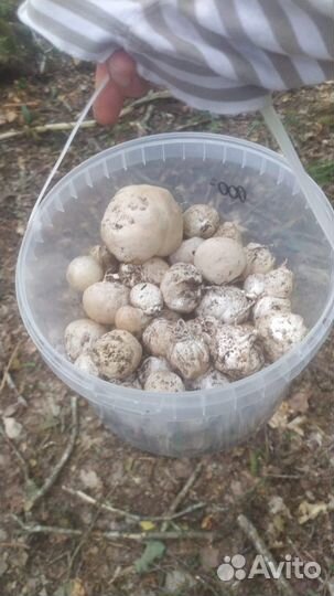 Гриб веселка