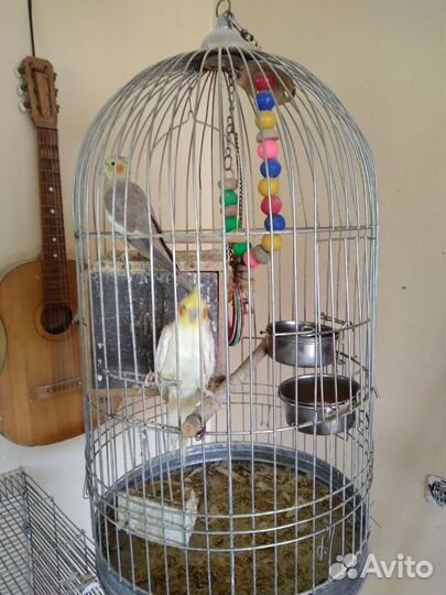 Папугаи Кареллы