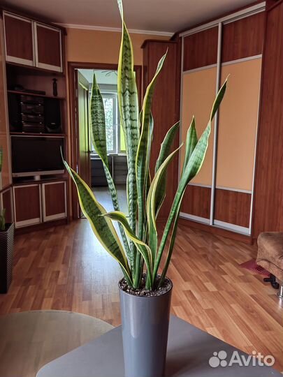 Сансевиерия Лауренти в стильном высоком горшке