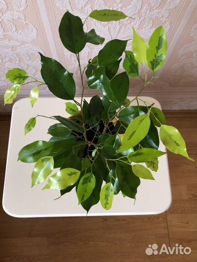 Фикус бенджамина Реджинальд