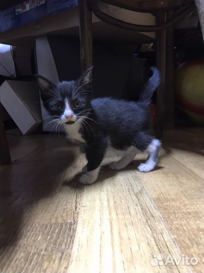 Котенок в добрые руки