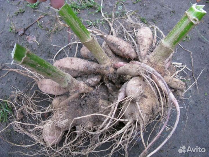 Георгины клубни