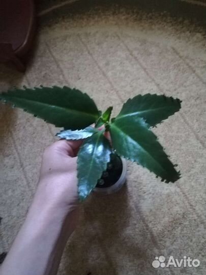 Каланхоэ лекарственный