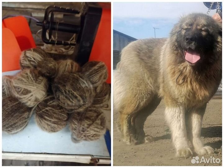 Пряжа из собачьей шерсти