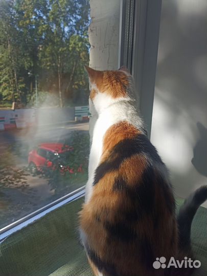 Кошка Мотя ищет дом