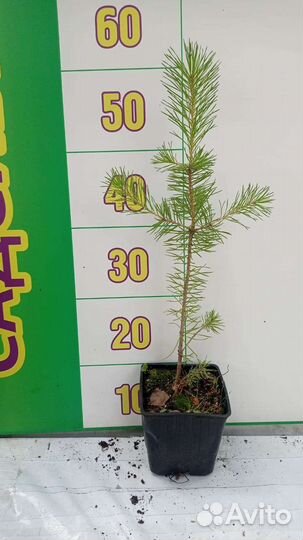 Сосна обыкновенная саженцы