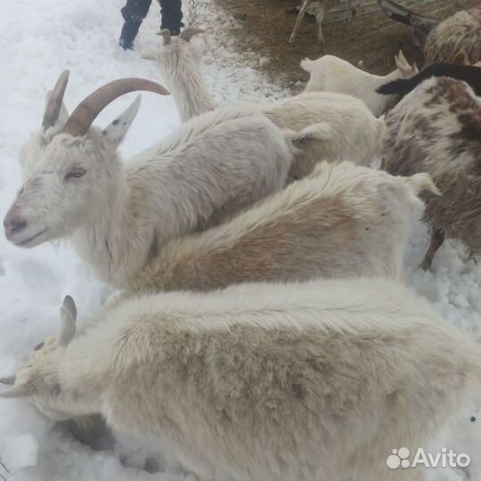 Козы овцы