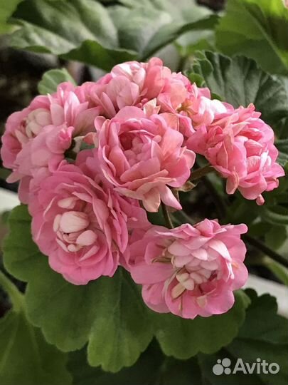 Пеларгония