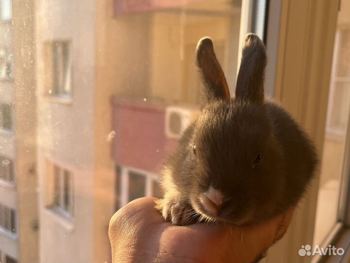 Цветной карлик