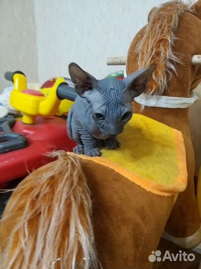 Донской сфинкс котята