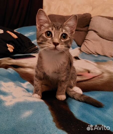 Красивые котята
