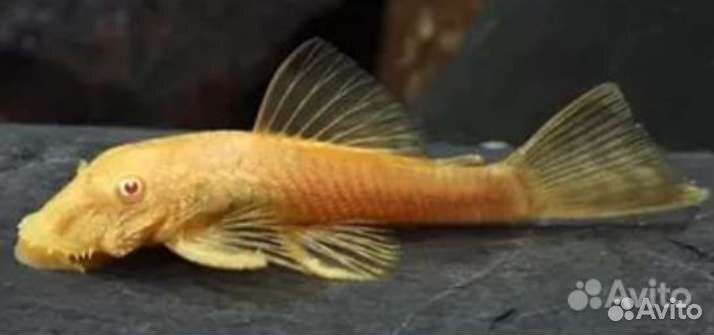 Аквариумные рыбки Гуппи и Сомики Анцитруса