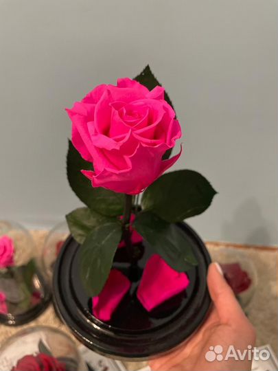 Розовая роза в колбе