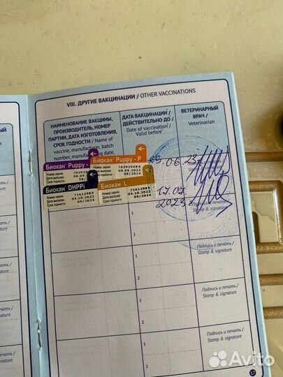 Собака Шицу