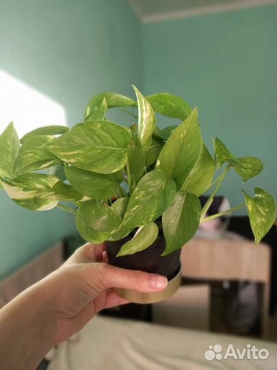 Эпипремнум Ауреум