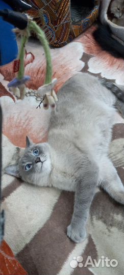 Голубаглазый мачо