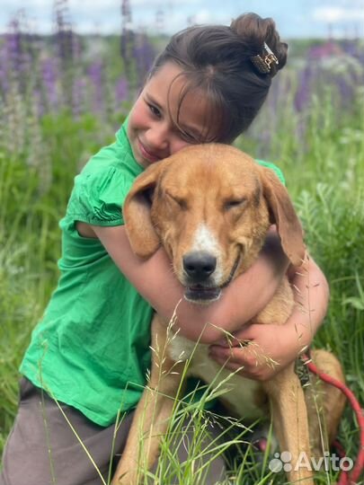 Спасенный из усыпалки гончий пес ищет дом